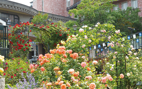KOIBITO ROSE GARDEN & BUS STOP GARDEN ドリンク付きツアー2026
